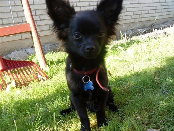 Chihuahua Max - hejjjj med jer billede 19