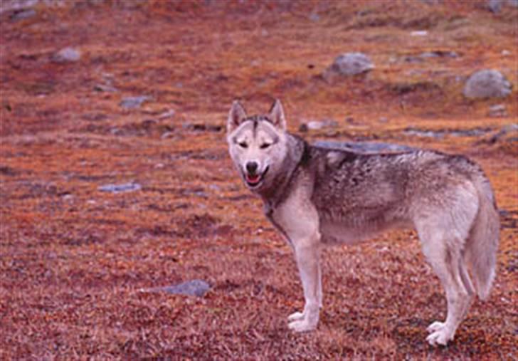 Grønlandshund Notsy *død* - Notsy som 3-4 årig billede 1
