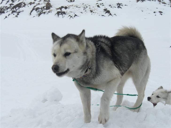 Grønlandshund Notsy *død* billede 2