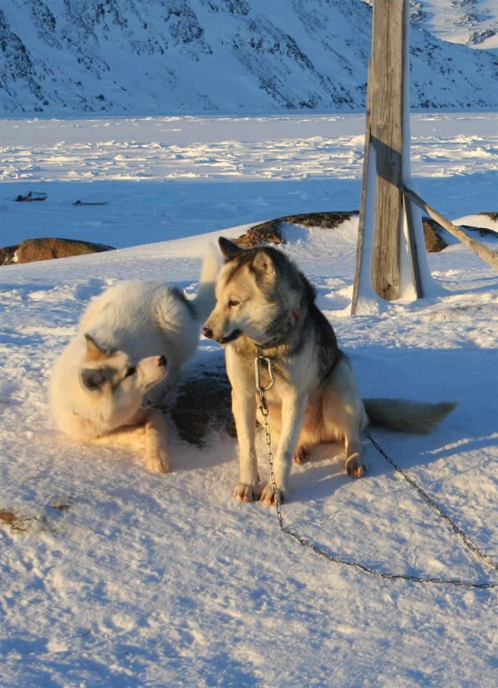 Grønlandshund Notsy *død* - Notsy som 7 årig sammen med bamse  billede 3
