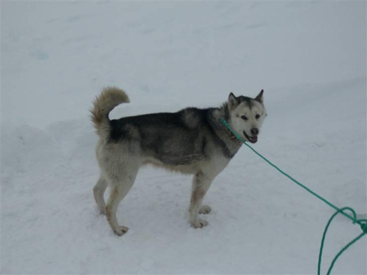 Grønlandshund Notsy *død* - Jeg synes selv hun har nogle af det flotteste farver :) billede 4