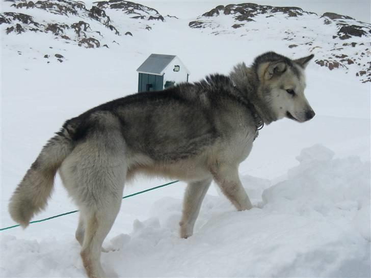 Grønlandshund Notsy *død* billede 5