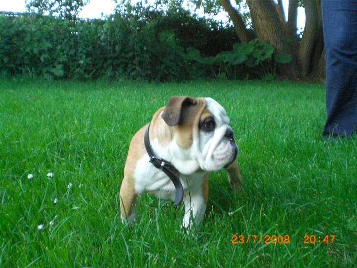 Engelsk bulldog Jørgen - vi havde gået 30 min og så var jørgen træt billede 8