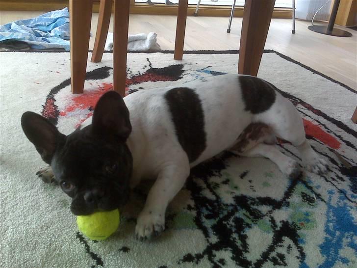 Fransk bulldog Pluto - Lege med tennisbold 25 uger. billede 1