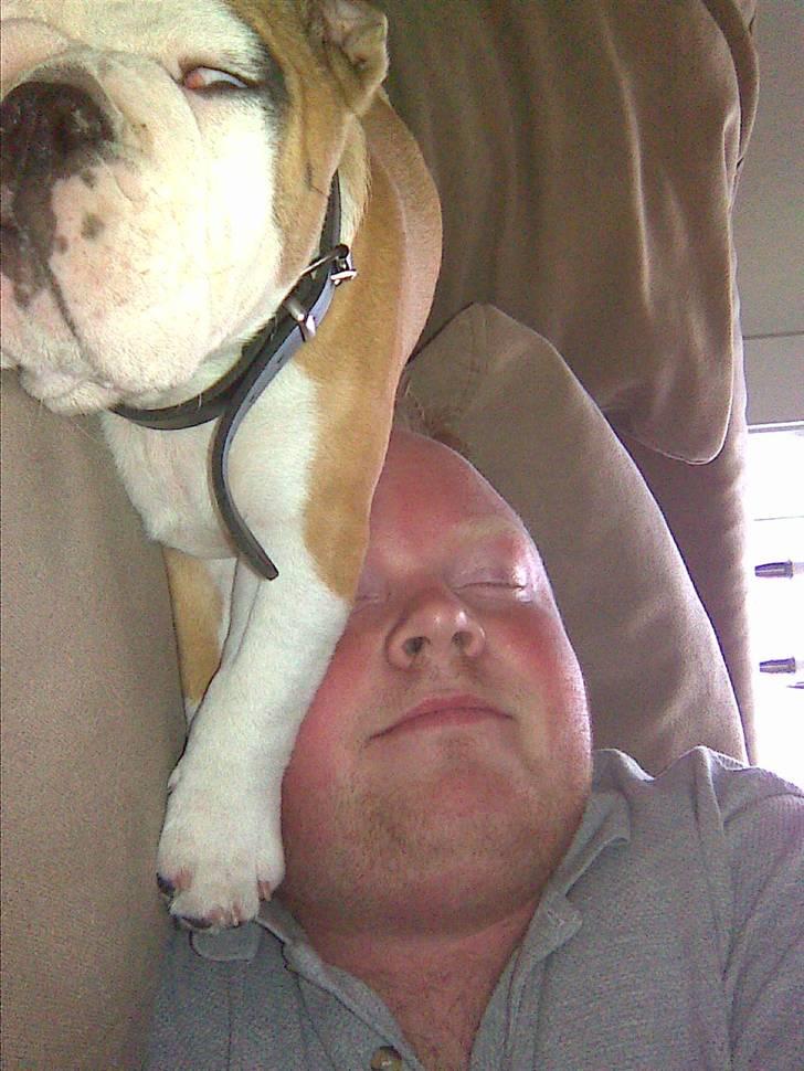 Engelsk bulldog Jørgen - godnat billede 9