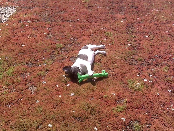 Fransk bulldog Pluto - Tygge i krokodille på tagterrasse 15 uger. billede 2