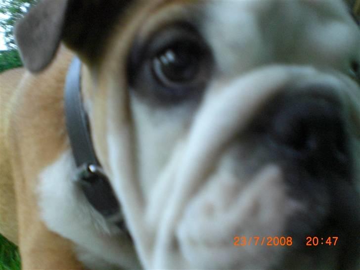 Engelsk bulldog Jørgen - hva for kamera billede 10