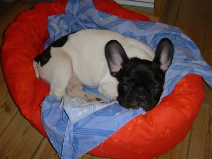 Fransk bulldog Pluto - Pluto sover i sin første hundekurv 10 uger. billede 3