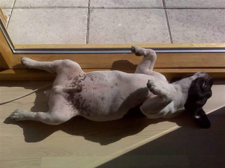 Fransk bulldog Pluto - Yndlingssoveplads entré 16 uger. billede 4