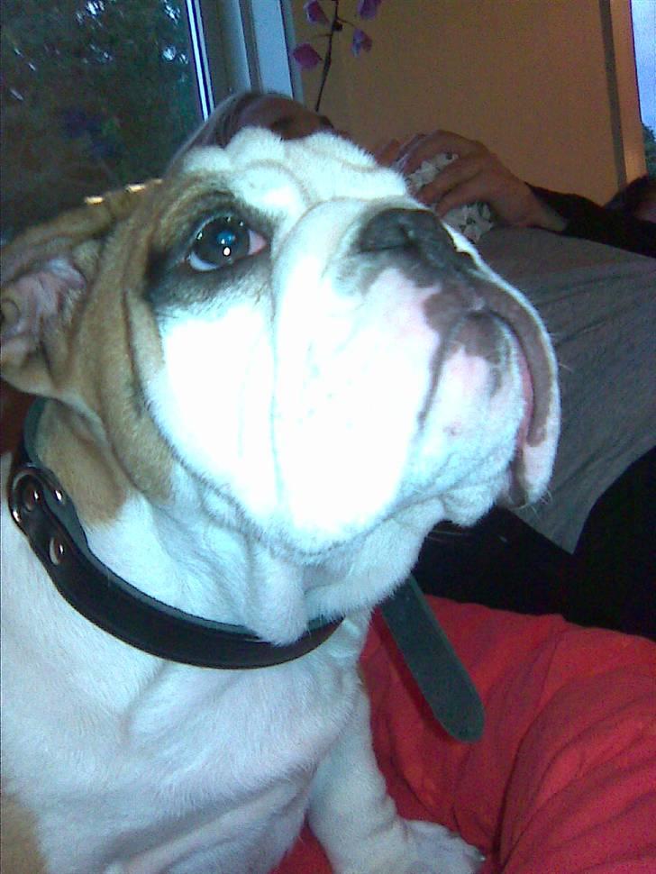 Engelsk bulldog Jørgen - stolt ser han ud hahah billede 11