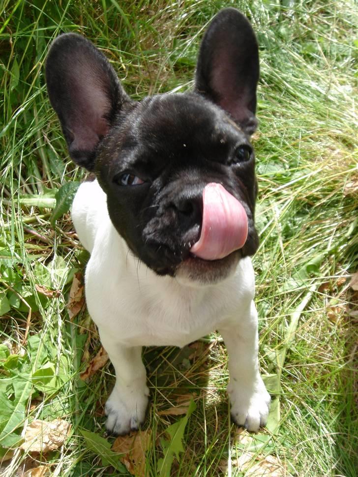 Fransk bulldog Pluto - Slikke sol på græsplæne 12 uger. billede 5