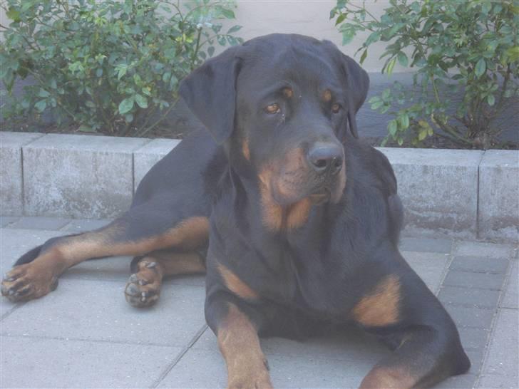 Rottweiler Kia billede 1