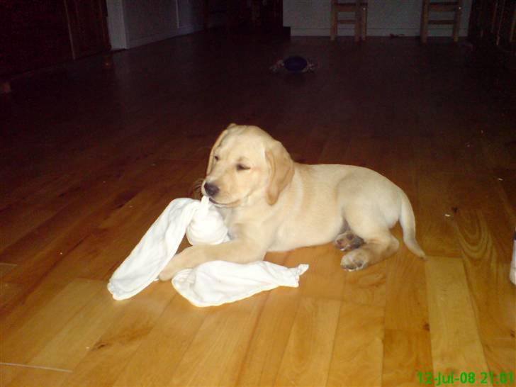 Labrador retriever Leika - Leika med en dejlig nusseklud billede 1