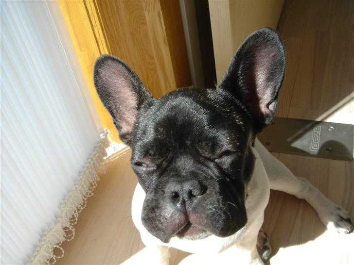 Fransk bulldog Pluto - Av blev stukket af en bi 19 uger. billede 6