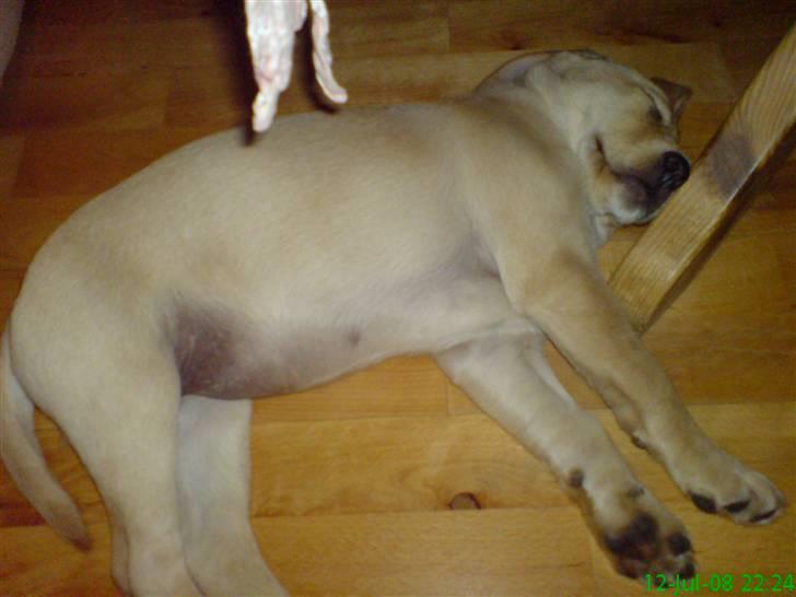 Labrador retriever Leika - Meget træt efter en gå-tur billede 2