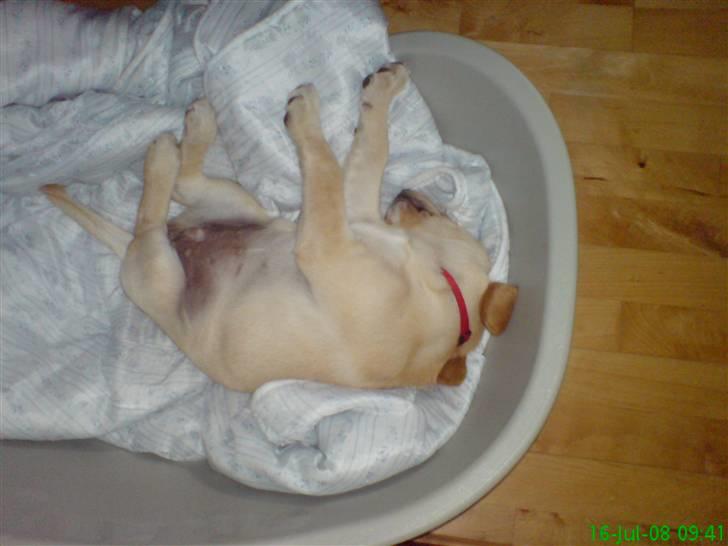 Labrador retriever Leika billede 3