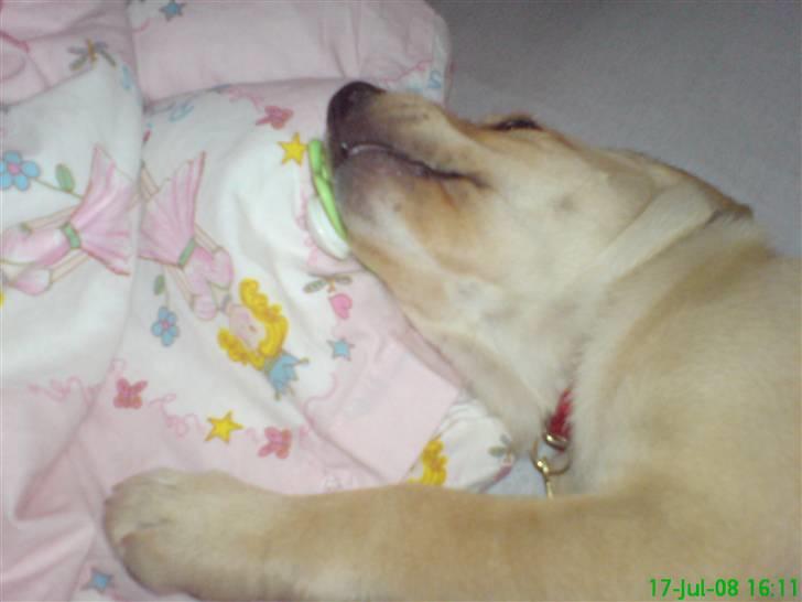 Labrador retriever Leika - Leika der har snuppet datterens sut billede 4