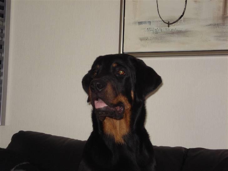 Rottweiler Kia - Ligner jeg ik en Rottweiler nu billede 3