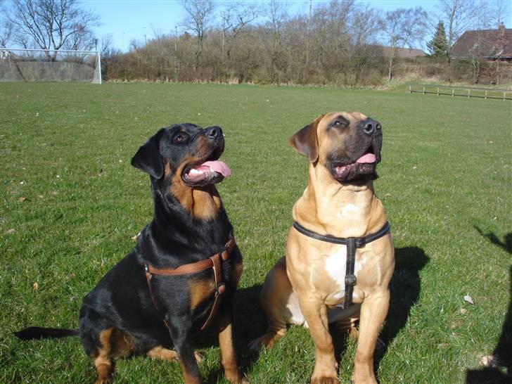 Rottweiler Kia - D.09 apr. 2009 billede 5