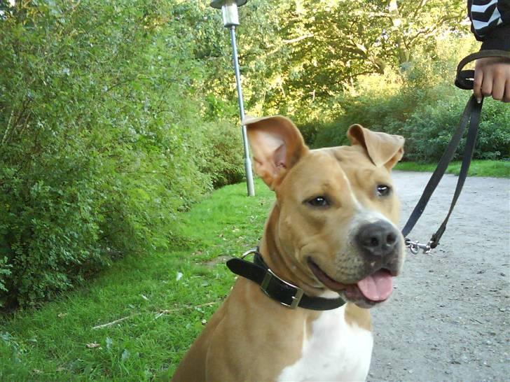 Amerikansk staffordshire terrier Buffy billede 1