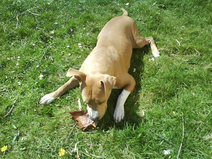 Amerikansk staffordshire terrier Buffy billede 2