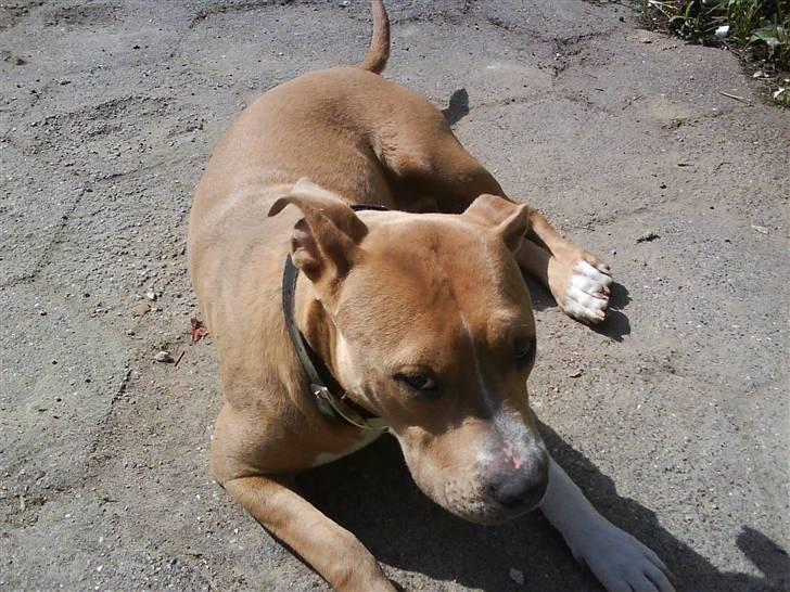 Amerikansk staffordshire terrier Buffy billede 3