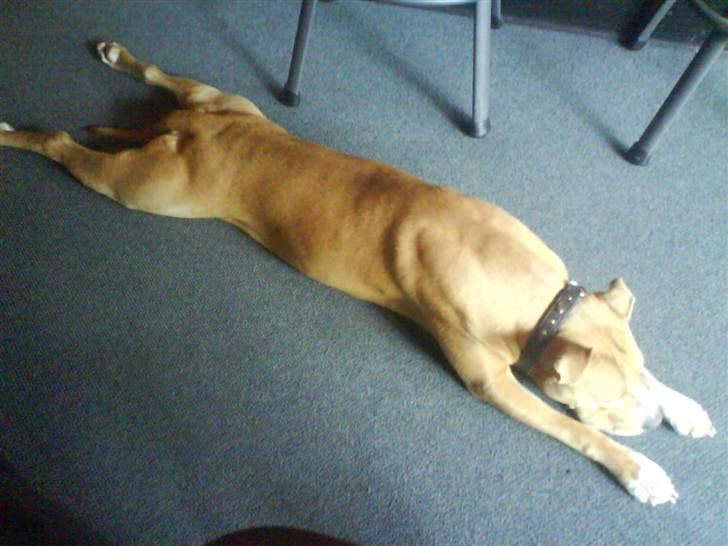 Amerikansk staffordshire terrier Buffy billede 4