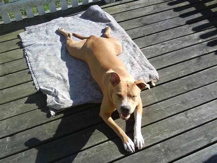 Amerikansk staffordshire terrier Buffy billede 5