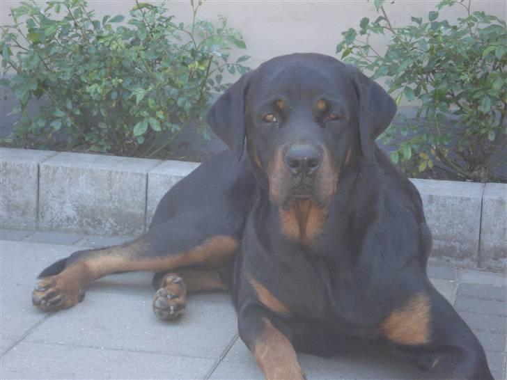 Rottweiler Kia billede 6