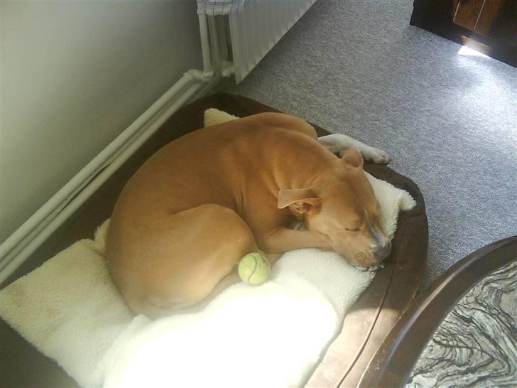 Amerikansk staffordshire terrier Buffy billede 6