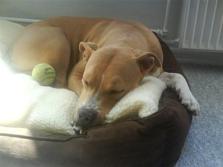 Amerikansk staffordshire terrier Buffy billede 7