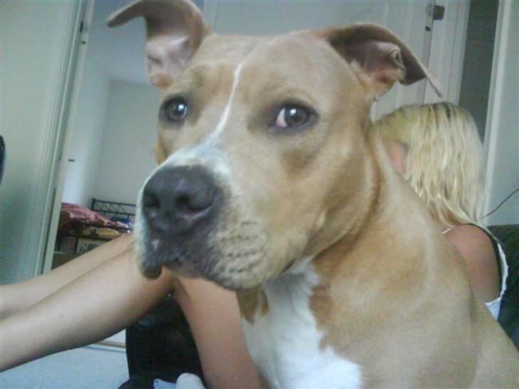 Amerikansk staffordshire terrier Buffy billede 8