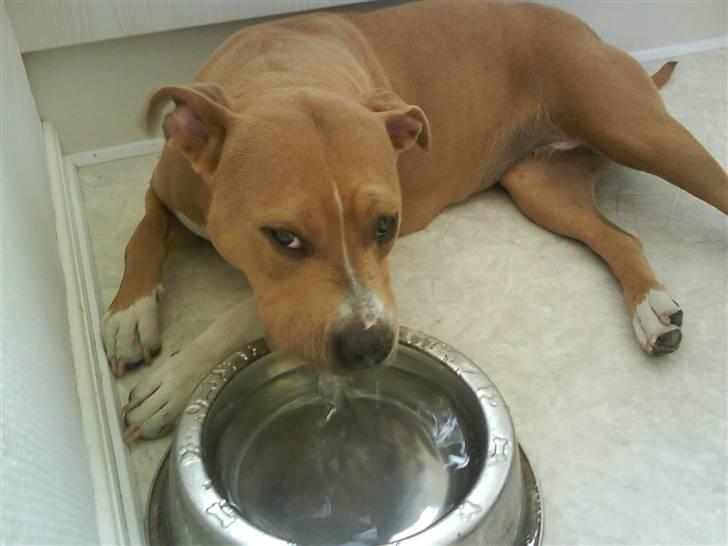 Amerikansk staffordshire terrier Buffy billede 9