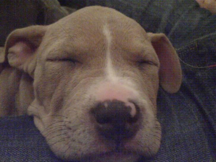 Amerikansk staffordshire terrier Buffy billede 10