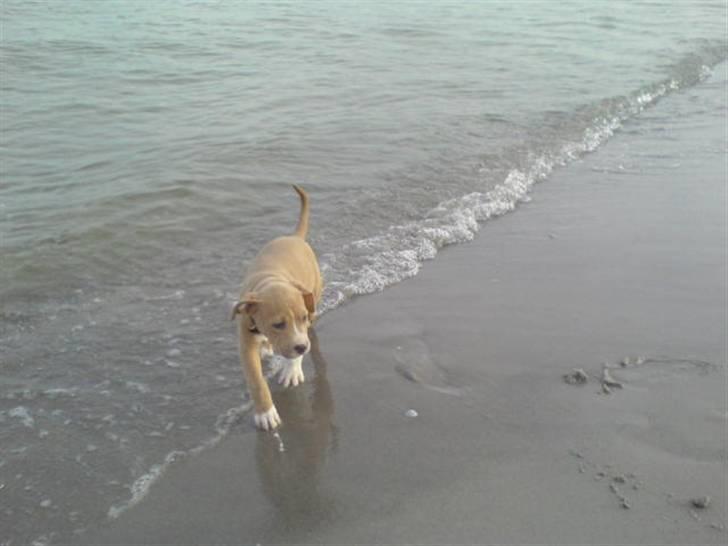 Amerikansk staffordshire terrier Buffy billede 11