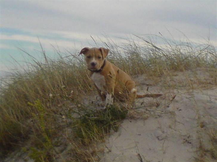 Amerikansk staffordshire terrier Buffy billede 12