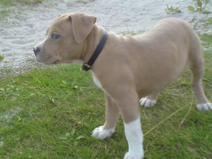 Amerikansk staffordshire terrier Buffy billede 13
