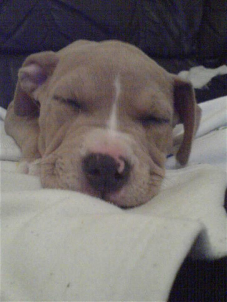 Amerikansk staffordshire terrier Buffy billede 14