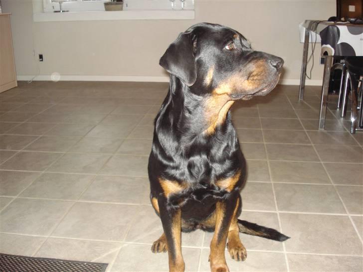 Rottweiler Kia billede 7