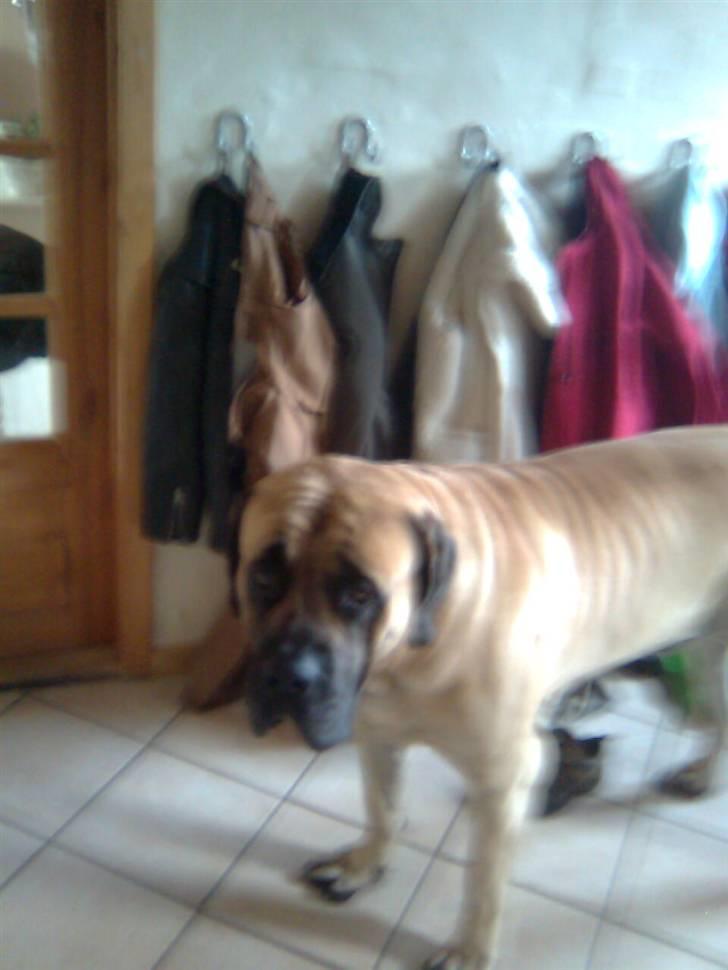 Mastiff Baloo<3 billede 1