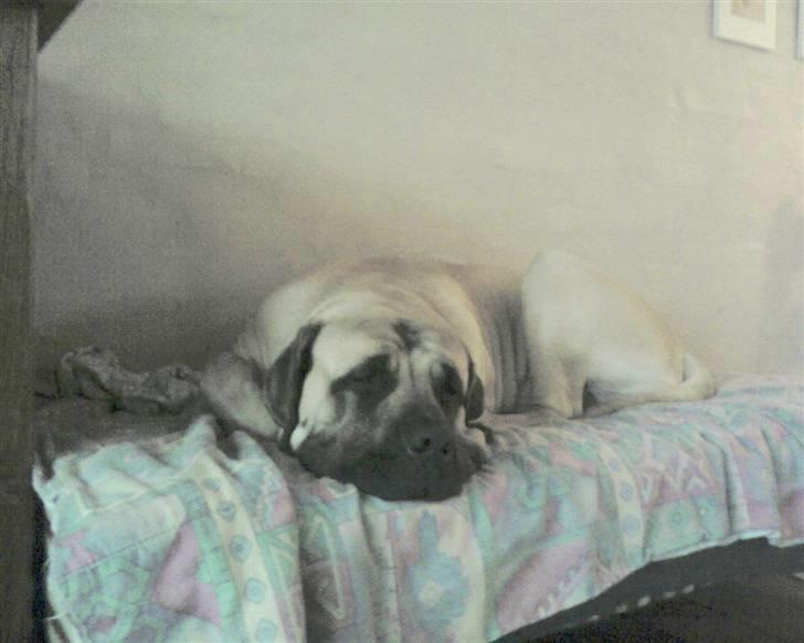 Mastiff Baloo<3 billede 2