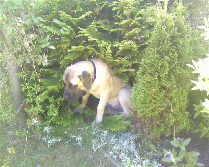 Mastiff Baloo<3 billede 3