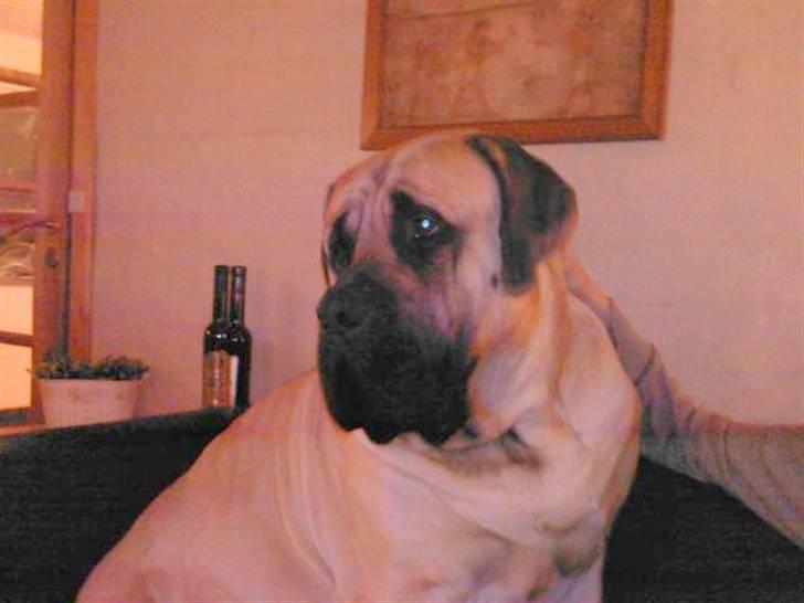 Mastiff Baloo<3 billede 4