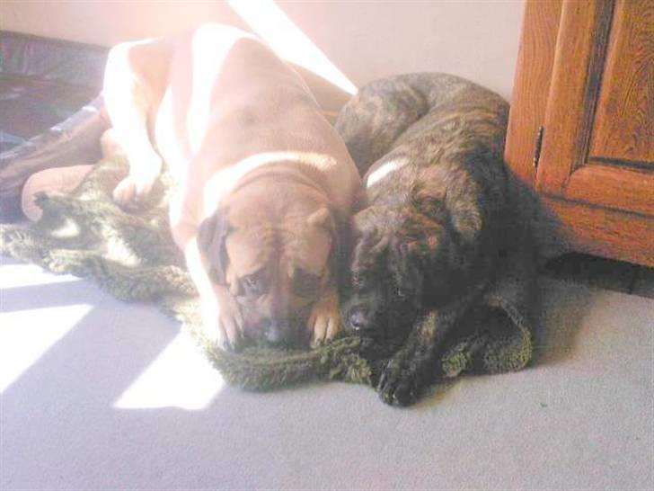 Mastiff Baloo<3 billede 5