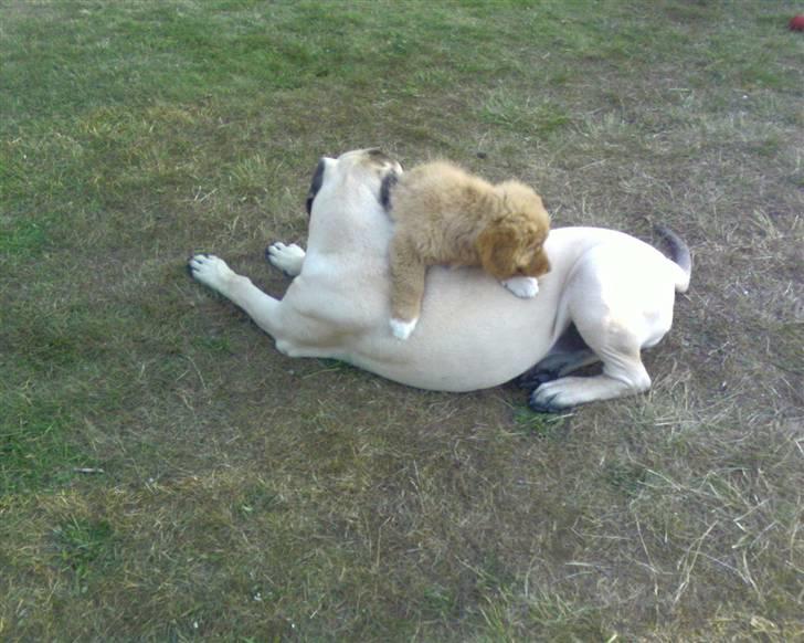 Mastiff Baloo<3 billede 6