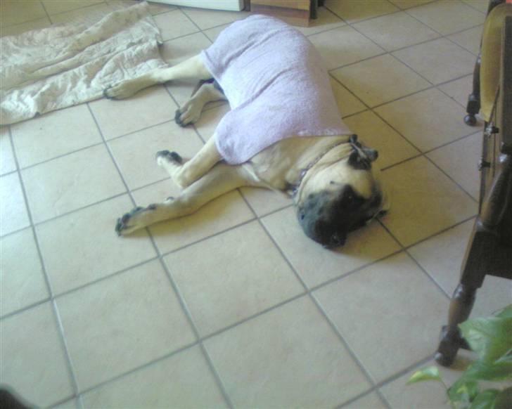 Mastiff Baloo<3 billede 7