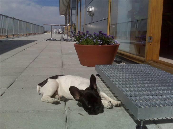 Fransk bulldog Pluto - Afslapning på tagterrasse 15 uger. billede 7