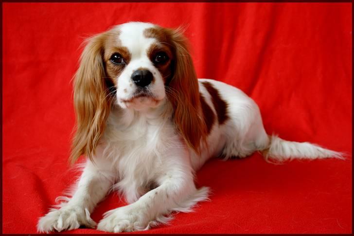 Cavalier king charles spaniel Chilli - Chilli 2½ år gammel billede 1