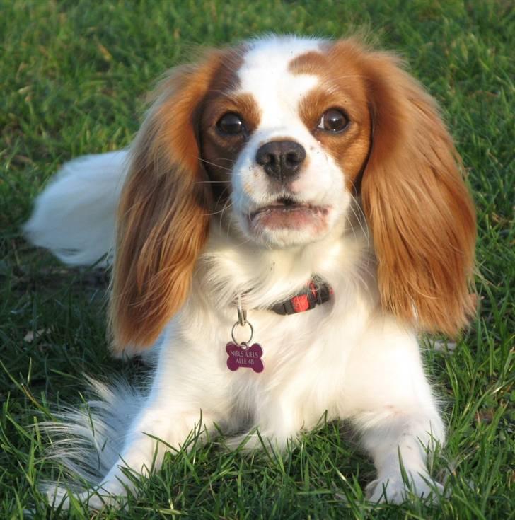 Cavalier king charles spaniel Chilli - 1½ år ligger og venter på hendes bold billede 2
