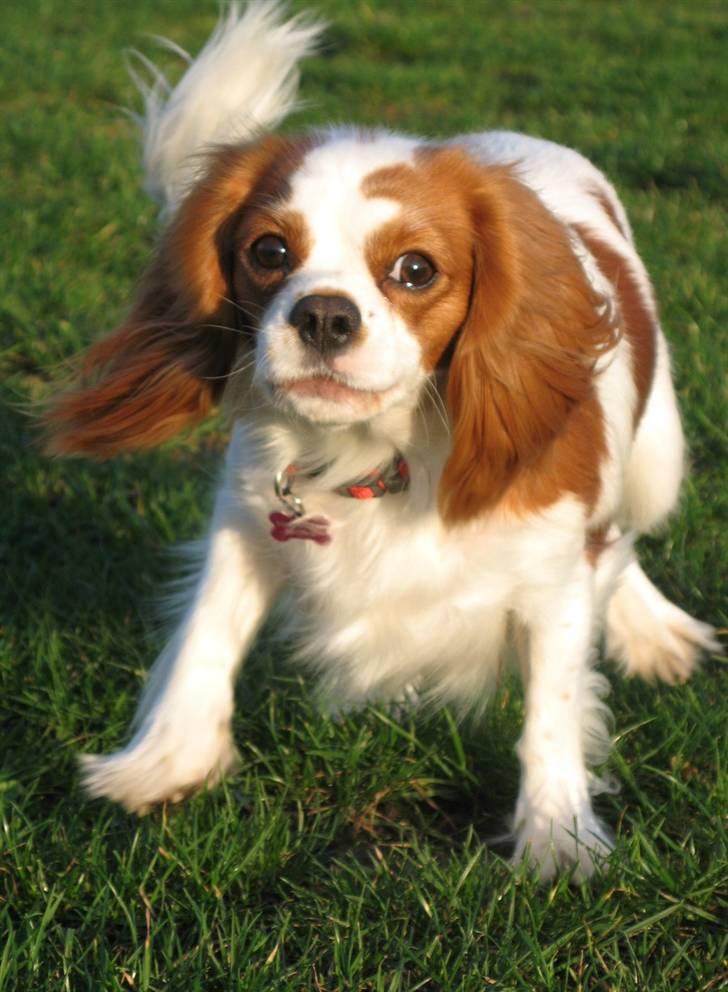 Cavalier king charles spaniel Chilli - 1½ år, bakker tilbage og kast så den bold! billede 3